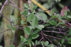 Vaccinium stamineum