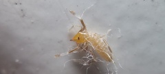 Solifugae