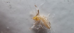 Solifugae