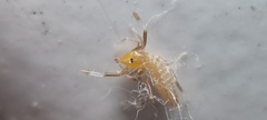 Solifugae