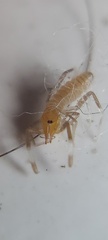 Solifugae