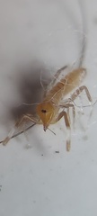 Solifugae