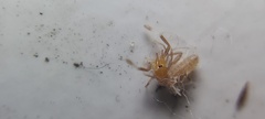 Solifugae