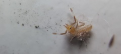 Solifugae