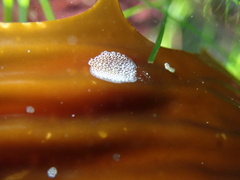 Membranipora membranacea
