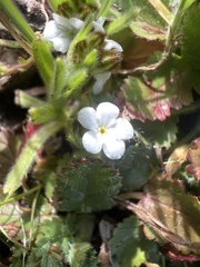 Plagiobothrys nothofulvus