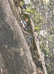 Duellmanohyla uranochroa