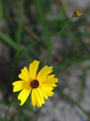 Coreopsis leavenworthii
