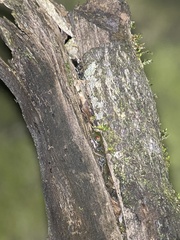 Duellmanohyla uranochroa