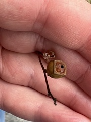 Ludwigia alternifolia