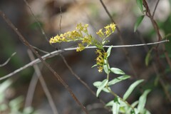 Solidago chapmanii