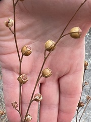 Ludwigia alternifolia