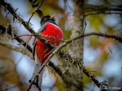Trogon elegans ambiguus