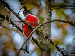 Trogon elegans ambiguus