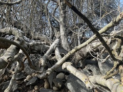 Aesculus californica