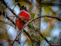 Trogon elegans ambiguus