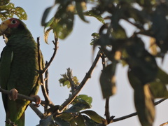 Amazona xantholora