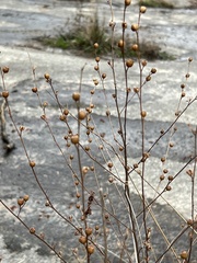 Ludwigia alternifolia