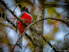 Trogon elegans ambiguus