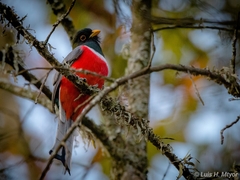 Trogon elegans ambiguus