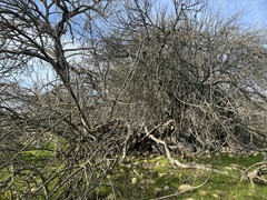 Aesculus californica