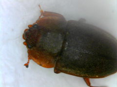 Nitidulini