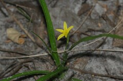 Hypoxis curtissii