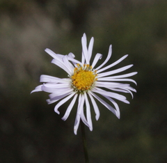 Brachyscome ciliaris