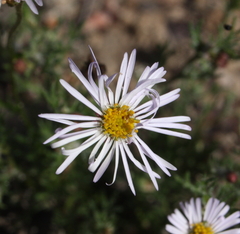 Brachyscome ciliaris