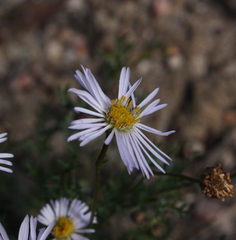 Brachyscome ciliaris