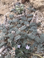 Polemoniaceae
