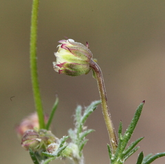 Brachyscome ciliaris