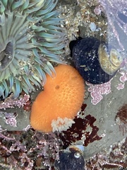 Acanthodoris lutea