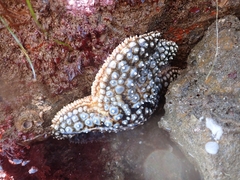 Pisaster giganteus