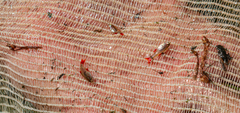 Characiformes