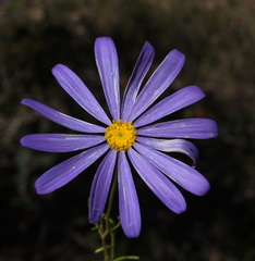 Brachyscome iberidifolia