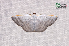 Lomographa aluta