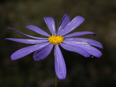 Brachyscome iberidifolia