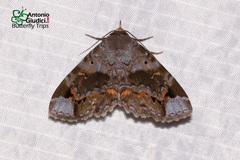 Pangrapta