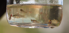 Poeciliidae