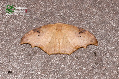 Strepsigonia affinis