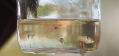Poeciliidae