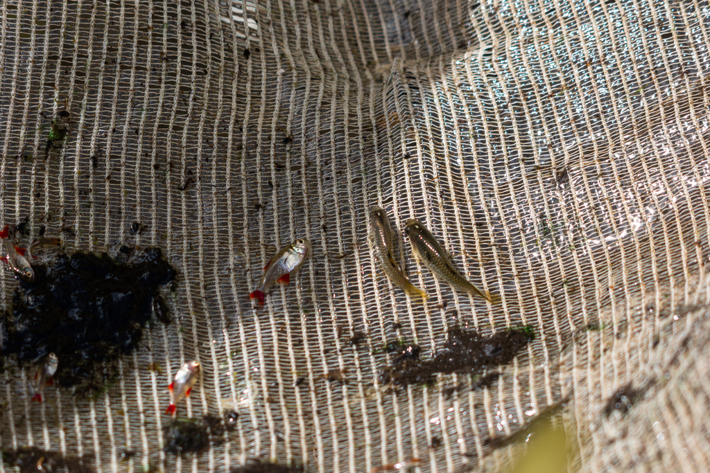 Yellow Tetra