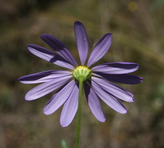 Brachyscome iberidifolia