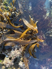 Eisenia arborea