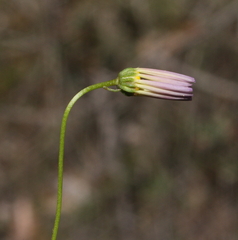 Brachyscome iberidifolia