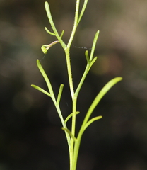 Brachyscome iberidifolia