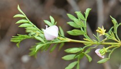 Boronia floribunda