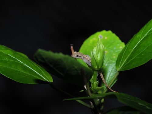 Lepidodactylus moestus observed 2022-12-13