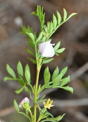 Boronia floribunda